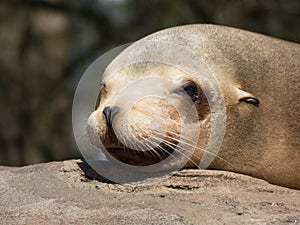 Closeup of a sea lion head lying in the sun on a stone looking into the camera