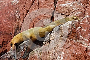 Closeup of sea lions lying on rock cliffs at Ballestas Islands at Pisco, Peru