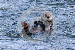 Closeup, sea otter floating in ocean.