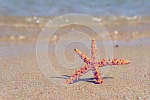 Closeup at sea star at the sand seashore at the background of waves