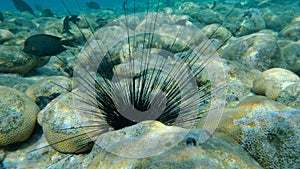 Closeup of Sea Urchin on the coral reef. Black Longspine Urchin or Long-spine sea urchin Diadema setosum on tropical coral reef.