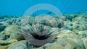 Closeup of Sea Urchin on the coral reef with blue water on background. Black Longspine Urchin or Long-spine sea urchin Diadema se