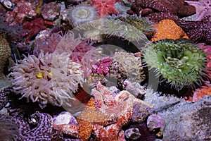 Closeup sea urchins and starfish