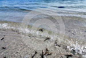 Closeup of sea waves crashing into the sandy shore covered with scattered smalls twigs