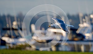 a closeup of a seagull in flight