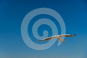 closeup of a seagull during flight in front of the blue sky
