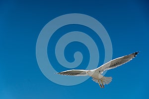 closeup of a seagull during flight in front of the blue sky