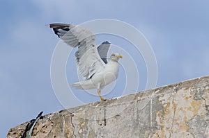 Closeup of seagull landing on stone wall in historic town of Eassouira, Morocco, North Africa