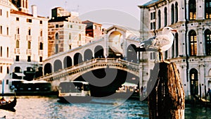 Closeup of a seagull with the Rialto Bridge in Venice, Italy