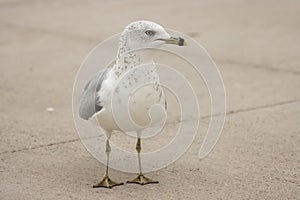 A closeup of a seagull on the sidewalk