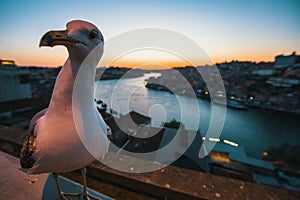 Closeup Seagull sitting on the waterfront of Douro river at night, Porto