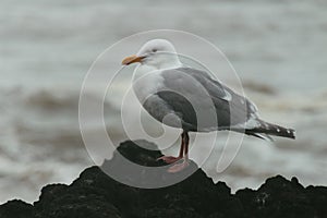 Closeup of a seagull standing on the rocks at daytime with a blurry background