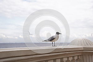 A closeup of a seagull on a stone dock against blue ocean water