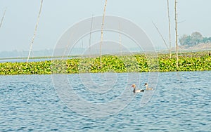 Closeup of a Seagulls or Gulls migratory birds, a medium size water bird, spotted in mangrove wetland of Krishna Wildlife