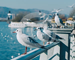 Closeup of seagulls perched on a railing above the sea on a sunny day