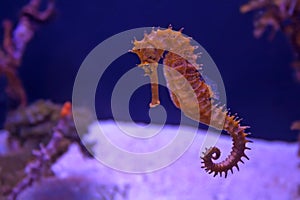 Detailní mořský koník v akvárium 