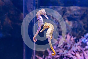 Closeup of Seahorses swimming in the aquarium, against a background of corals