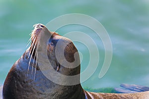 Closeup of seal basking in sun