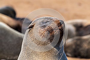 Closeup of a seal at cape cross