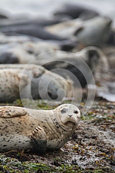 Closeup Seal at Low Tide