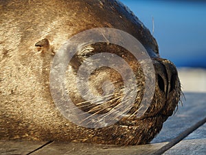 Closeup of a sealion captured during the daytime