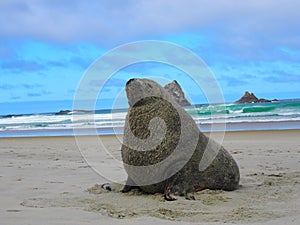 Closeup of a sealion on the sandy beach, seascape view and cloudy sky in the background