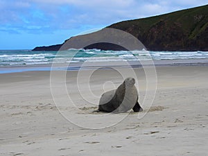 Closeup of a sealion on the sandy beach, seascape view and cloudy sky in the background