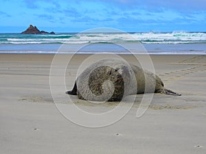 Closeup of a sealion on the sandy beach, seascape view and cloudy sky in the background