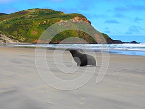 Closeup of a sealion on the sandy beach, seascape view and cloudy sky in the background