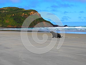 Closeup of a sealion on the sandy beach, seascape view and cloudy sky in the background