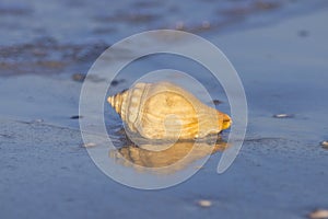 Seashell On The Beach, Closeup photo