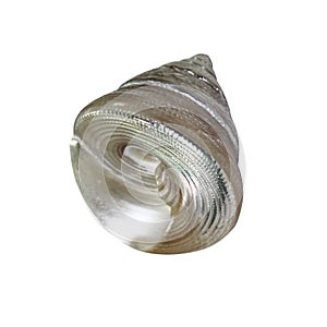 Closeup seashell shell isolated on white background