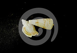 A closeup of a seashells on a black background