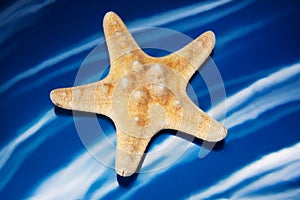 Closeup of a seastar blue background