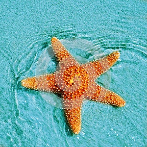 Seastar photo