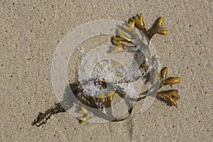 Closeup of seaweed on the beach