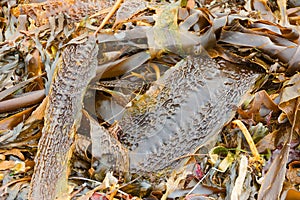 Closeup of seaweed forming a pattern