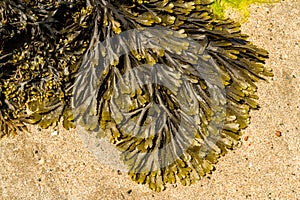 Closeup of seaweed Fucus serratus commonly toothed wrack.