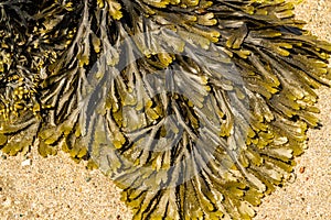 Closeup of seaweed Fucus serratus commonly toothed wrack. photo