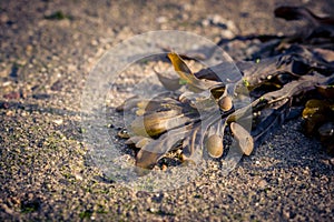 Closeup of seaweed Fucus serratus on sand