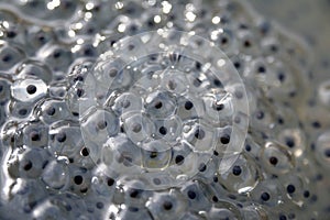 Closeup of a section of frog spawn