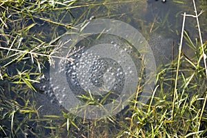Closeup of a section of frog spawn