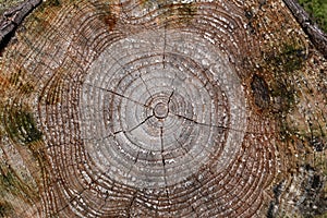 Closeup of a section of a tree trunk with annual rings