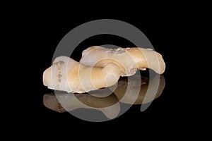 A closeup of a sectioning right lower third molar with curved root. Adult tooth number 48