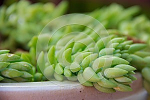 Closeup Sedum Fine gold leaf Succulent Burros tail selective focused in earthen pot