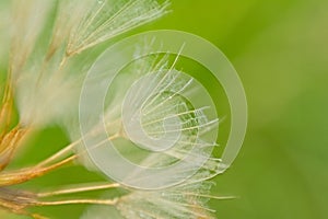 Macro of dandelion seeds with raindrops