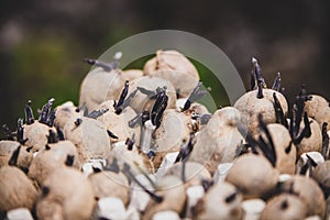Closeup of seed potatos, cultivation and growing
