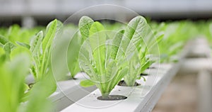 Closeup, seedling or plant for agriculture in greenhouse for sustainable farming, development or growth for future