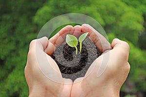 Closeup of seedling with soil in hand before planting