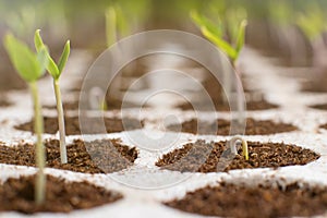 Closeup seedlings potted in peat tray. Young seedlings in spring